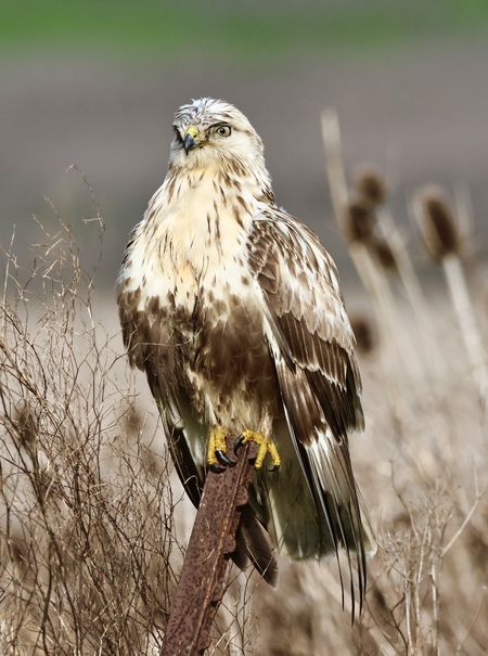 Entry image for Rough Legged Hawk at Tolay Park . Clicking this image will show a larger photo