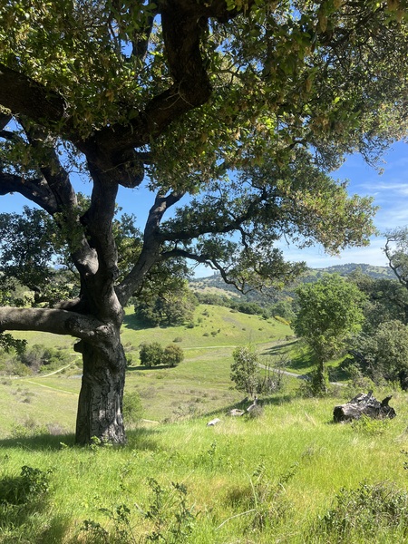 Entry image for First day of Spring at Shiloh. Clicking this image will show a larger photo