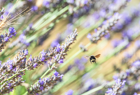 Entry image for Bee Bum. Clicking this image will show a larger photo