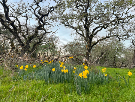 Entry image for Spring Bloom. Clicking this image will show a larger photo