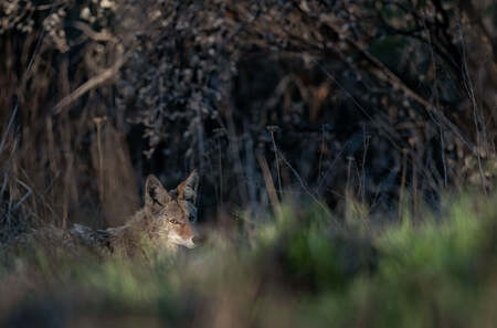 Entry image for Never Alone. Clicking this image will show a larger photo