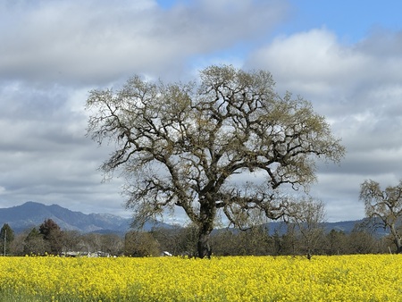 Entry image for Mustard & Oak - Joe Rodota Trail. Clicking this image will show a larger photo