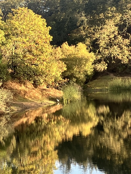 Entry image for Foothill Park Reflections. Clicking this image will show a larger photo