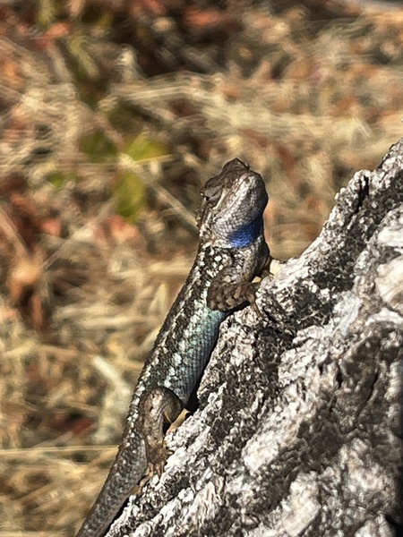 Entry image for Leaping Lizard. Clicking this image will show a larger photo