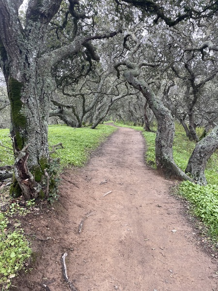 Entry image for helen putnam regional park gnarly oak hike. Clicking this image will show a larger photo