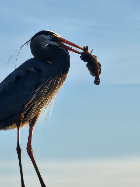 Entry image for Evening catch. Clicking this image will show a larger photo