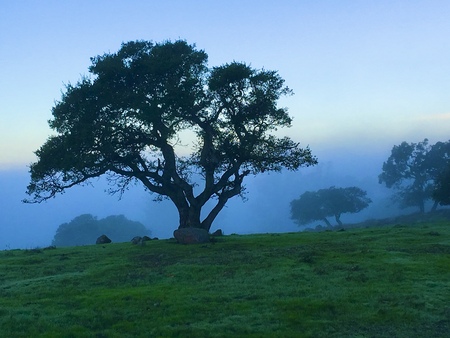 Entry image for Taylor Mountain Morning Sihouette. Clicking this image will show a larger photo