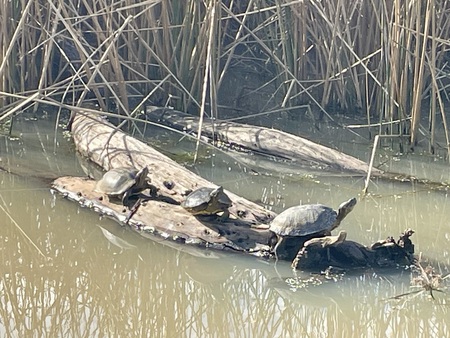Entry image for Turtles basking . Clicking this image will show a larger photo