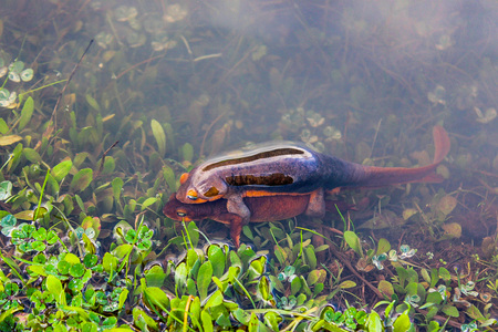 Entry image for Newt Pond. Clicking this image will show a larger photo