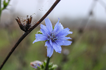 Entry image for Early Bird gets the Dew. Clicking this image will show a larger photo