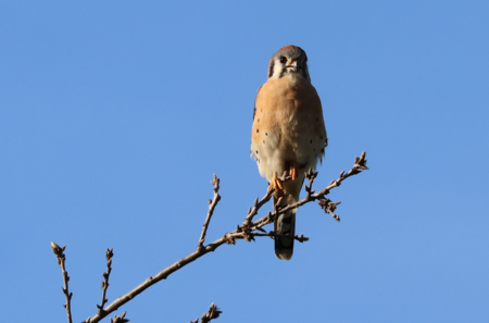 Entry image for Kestrel at Crane. Clicking this image will show a larger photo