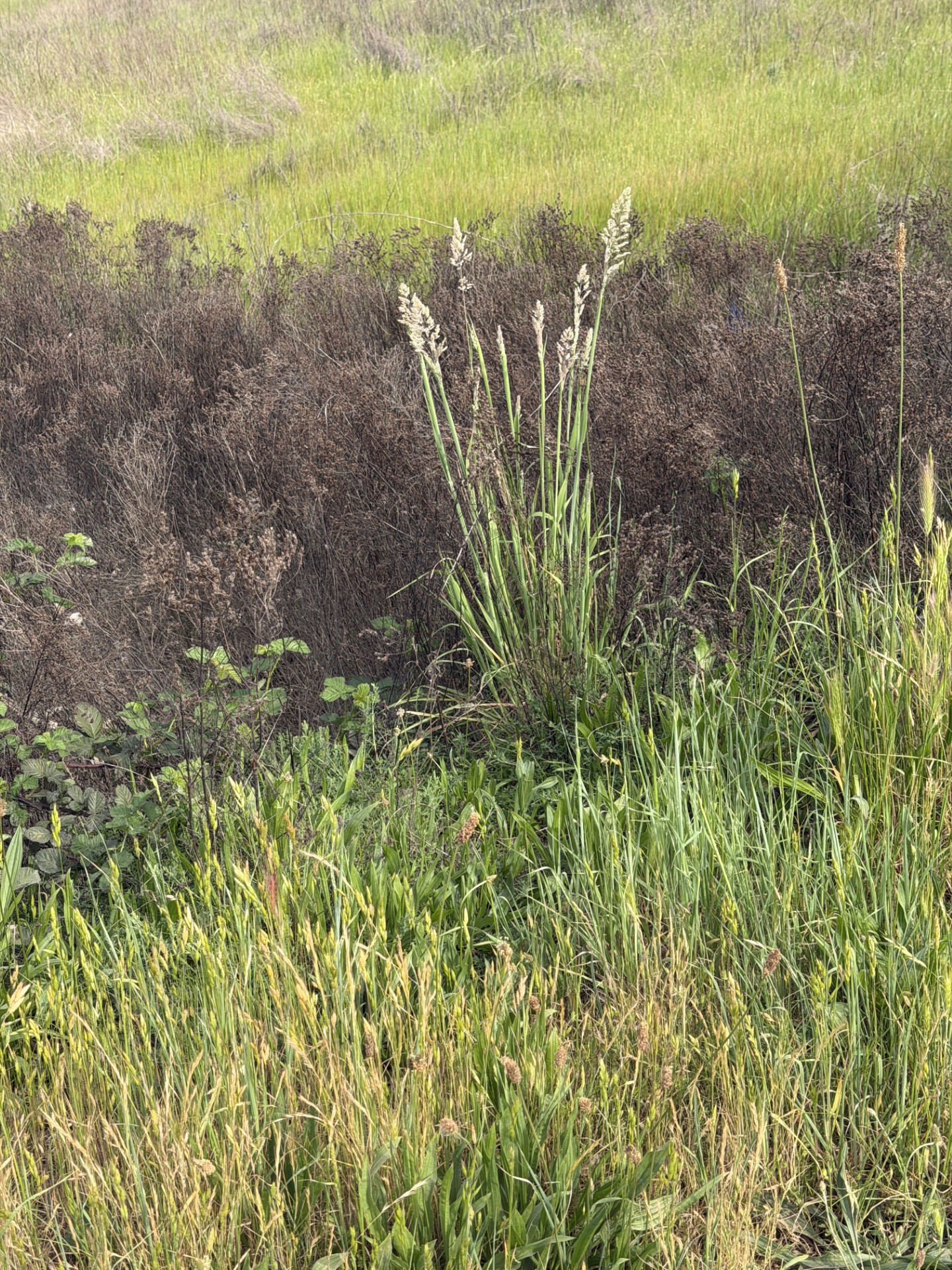 Entry image for Pastel Grass. Clicking this image will show a larger photo