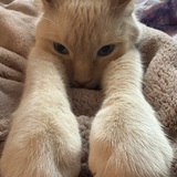 Entry image for Simba 