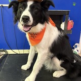 Entry image for Benny