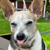 Entry image for Paulie