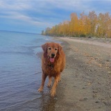 Entry image for Pumpkin