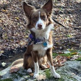 Entry image for Daisy Doo