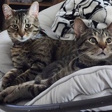 Entry image for Rory & Billy