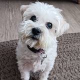 Entry image for Midget