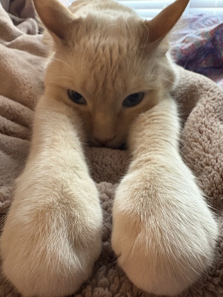 Entry image for Simba . Clicking this image will show a larger photo