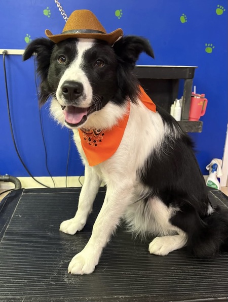 Entry image for Benny. Clicking this image will show a larger photo