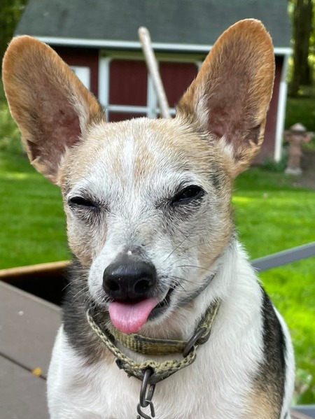 Entry image for Paulie. Clicking this image will show a larger photo