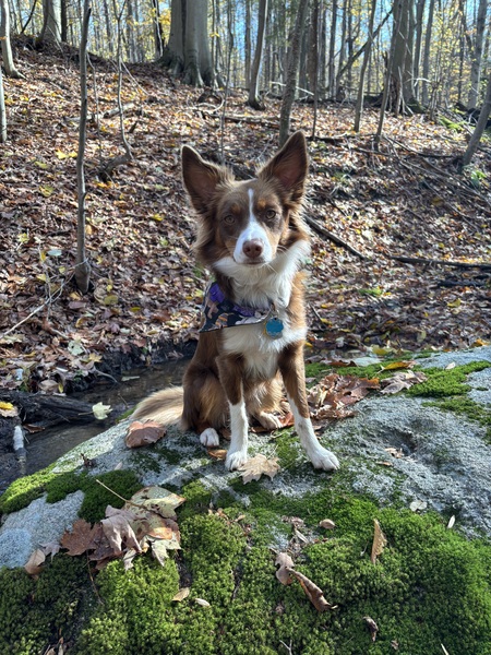 Entry image for Daisy Doo. Clicking this image will show a larger photo