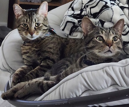 Entry image for Rory & Billy. Clicking this image will show a larger photo