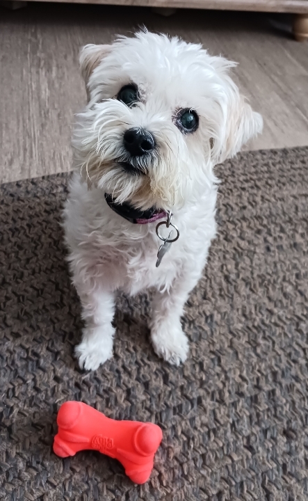 Entry image for Midget. Clicking this image will show a larger photo