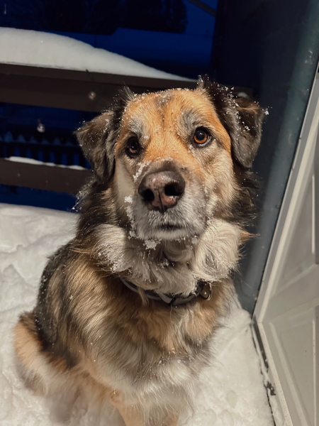 Entry image for Cooper. Clicking this image will show a larger photo