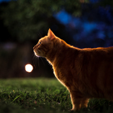 Entry image for Cheese