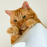 Entry image for Cheese