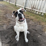 Entry image for Bunny