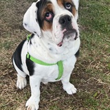 Entry image for Jasper Colbee