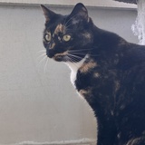 Entry image for Bella Donna