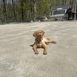 Entry image for Lily 