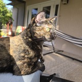 Entry image for Tortellini 