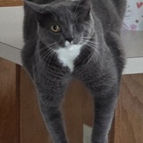 Entry image for Diesel 