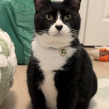 Entry image for Phat Body Miss Dottie