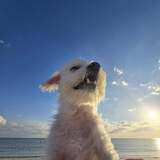 Entry image for Bisquit