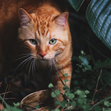 Entry image for Cheese