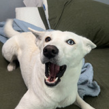 Entry image for Nala