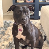 Entry image for Lottie