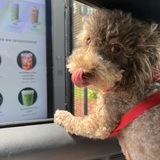 Entry image for Gibson