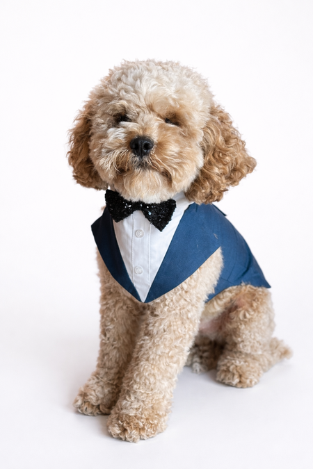 Entry image for Barnie. Clicking this image will show a larger photo