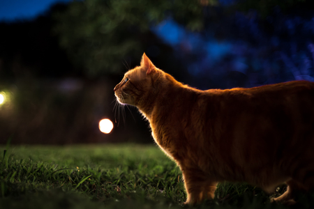 Entry image for Cheese. Clicking this image will show a larger photo