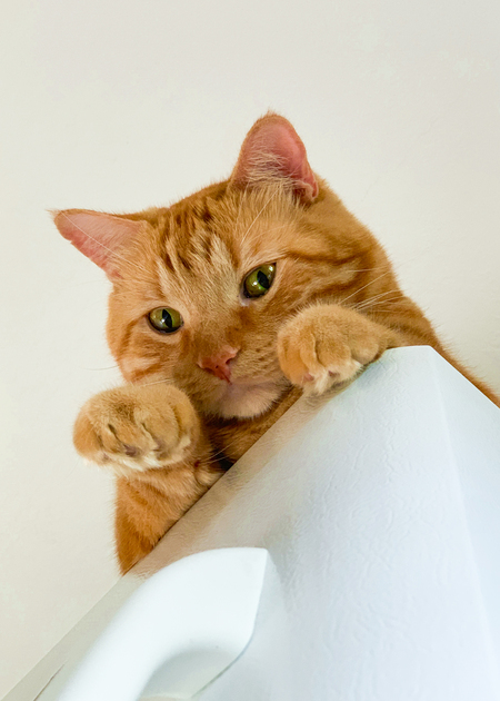 Entry image for Cheese. Clicking this image will show a larger photo