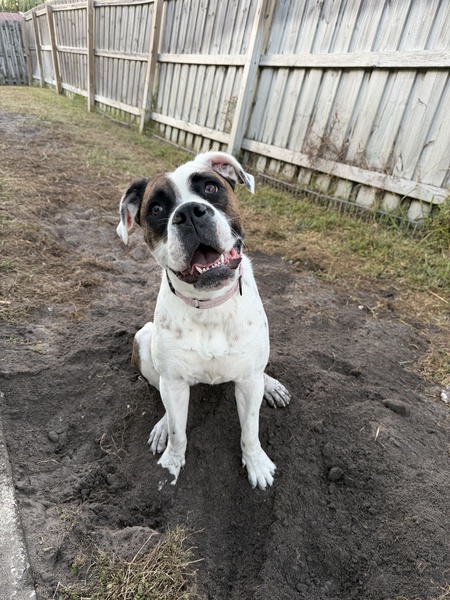 Entry image for Bunny. Clicking this image will show a larger photo