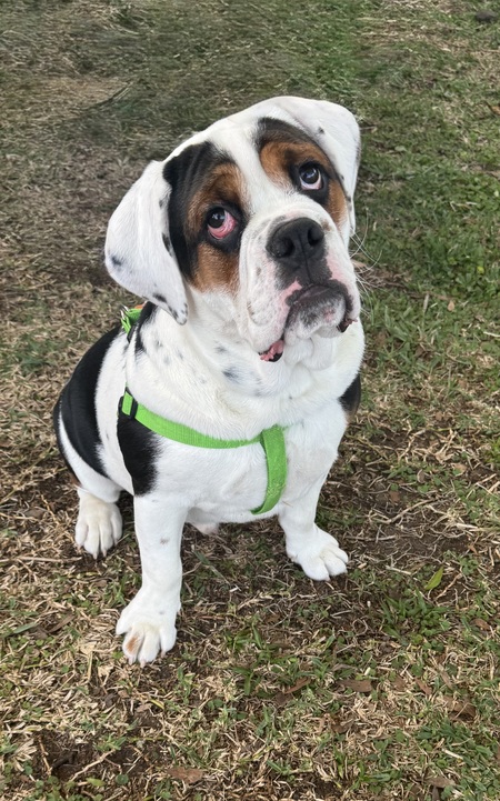 Entry image for Jasper Colbee. Clicking this image will show a larger photo