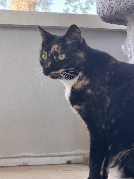 Entry image for Bella Donna. Clicking this image will show a larger photo